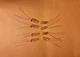 (8) INCANDESCENT 6V LAMP KIT-  Phase linear 700 700B  METER BULBS #1784