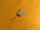 (2) 8v-LED AXIAL LAMPS-NAD 7030 RECEIVER DIAL METER BULBS  - (6)COLOR CHOICES !!