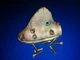 sceg for gearcase housing 0379216 379216 0382832 382832 johnson evinrude 18hp